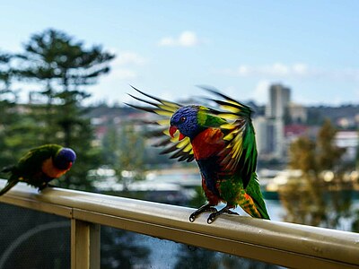 Englisch lernen in Sydney